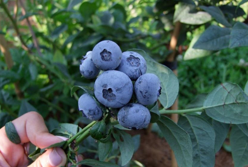 sort-golubiki-bonus-3-1