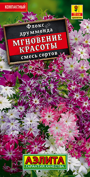 Флокс Мгновение красоты