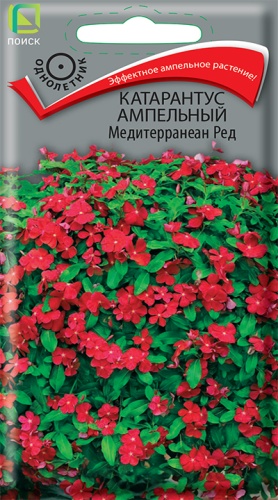 katarantus_ampelnyy_mediterranean_red