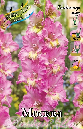 Gladiolus Moskou