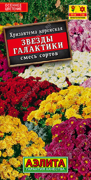 Хризантема Звезды галактики