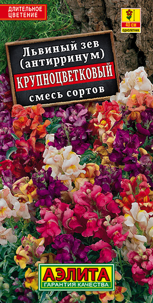 Львиный зев Крупноцветковый, смесь сортов_ЦП