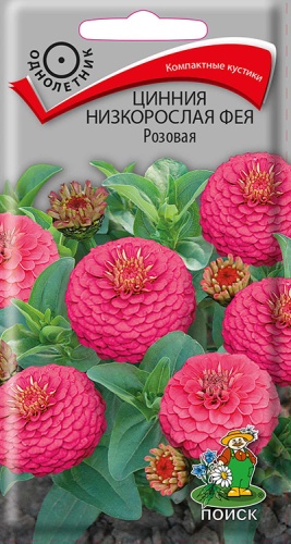 cinnia_nizkorosl_feya_rozovaya