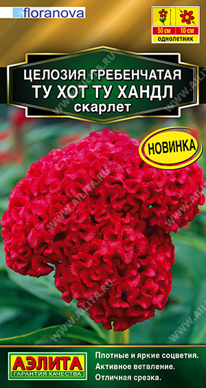 Целозия гребенчатая Ту хот ту хандл скарлет