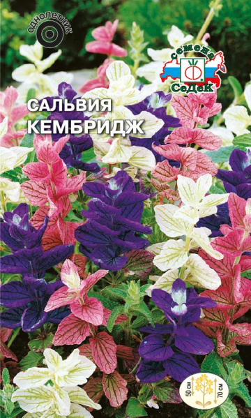 salviya_kembridzh_smes