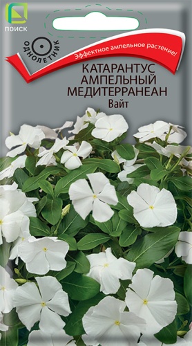 katarantus_ampelnyy_mediterranean_vayt