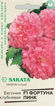 Бегония пинк