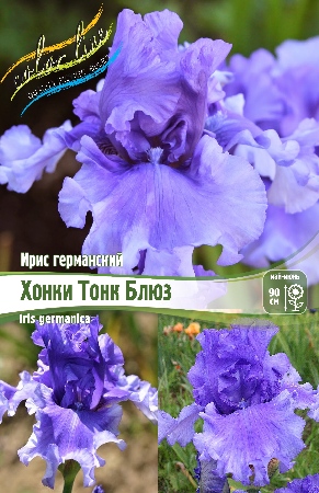 Iris germanica Honky Tonk Blues