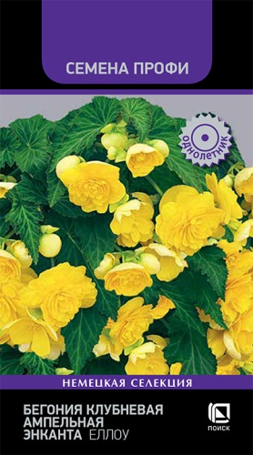 begoniya_klubn_amp_enkanta_ellou