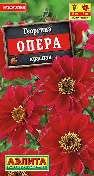 Георгина Опера красная