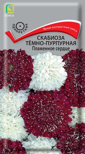 scabioza_temno_purpurnay_plamennoe_serdce