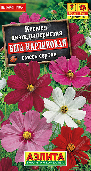 Космея Вега карликовая