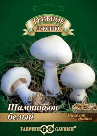 Шампиньон белый