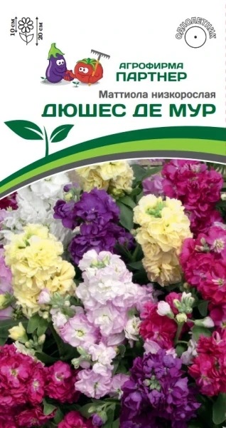 Партнер Маттиола низкорослая ДЮШЕС ДЕ МУР