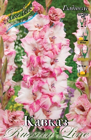 Gladiolus%20Kaukasus 1