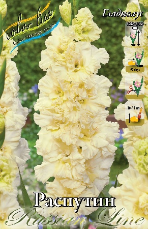 Gladiolus Rasputin