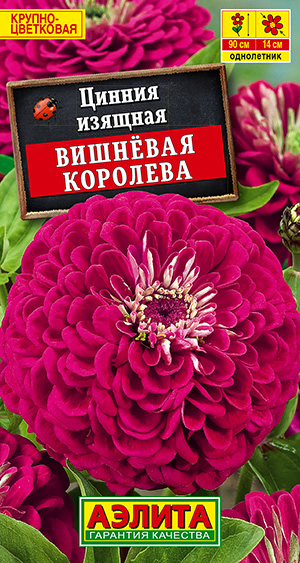 Цинния Вишневая королева_ЦП