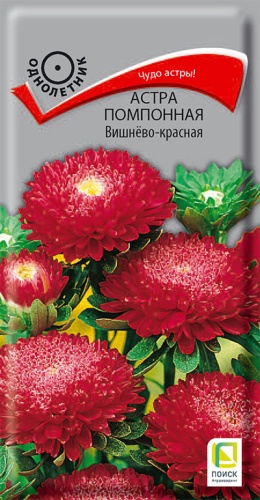 astra_pompon_vishnevo_krasnaya