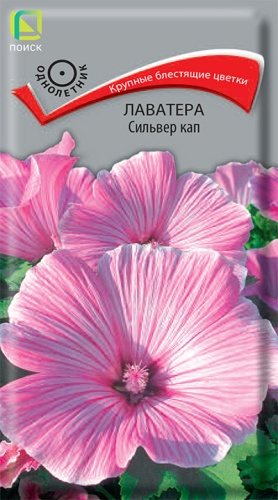 lavatera_silver_kap