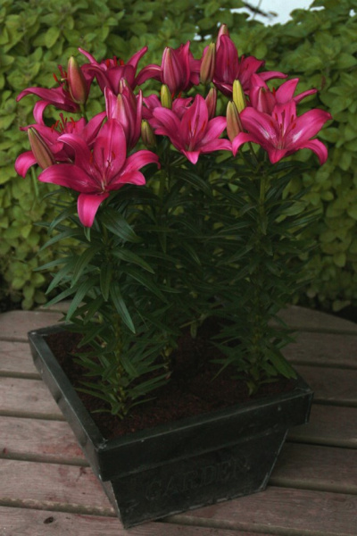 lilium-trendy-dakota-2736