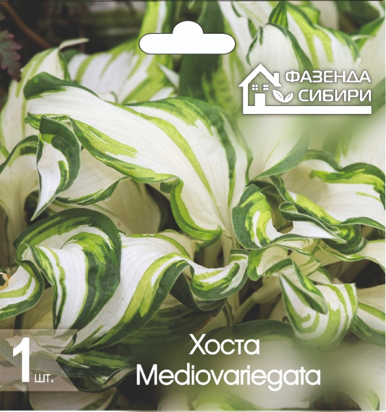 Хоста Mediovariegata