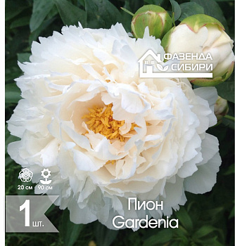  Пион Гардения/Gardenia 2/3 (1шт) Фазенда Сибири