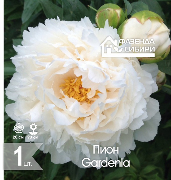 сПион Gardenia