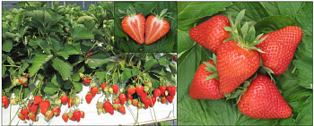 Клубника сезонная Априка ЗКС в стакане 200мл /КРАТНО 6 шт/