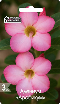Адениум Арабикум (3шт) Фазенда Сибири/10