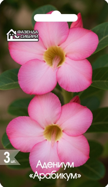 АДЕНИУМ Арабикум