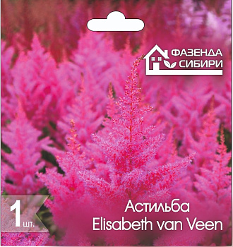 Астильба В ГОРШКЕ Элизабет ван Вин/Elisabeth van Veen Фазенда Сибири
