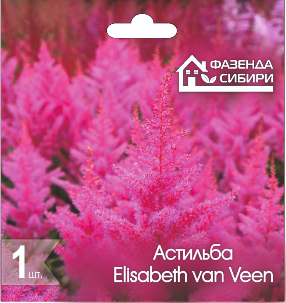 Астильба Elisabeth van Veen