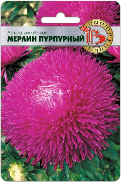 Мерлин пурпурный