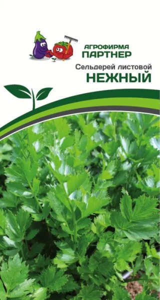 Сельдерей нежный