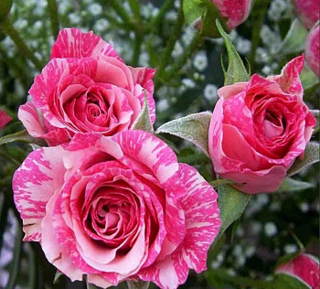  Роза Флешинг (Спрей) (1шт) в коробке