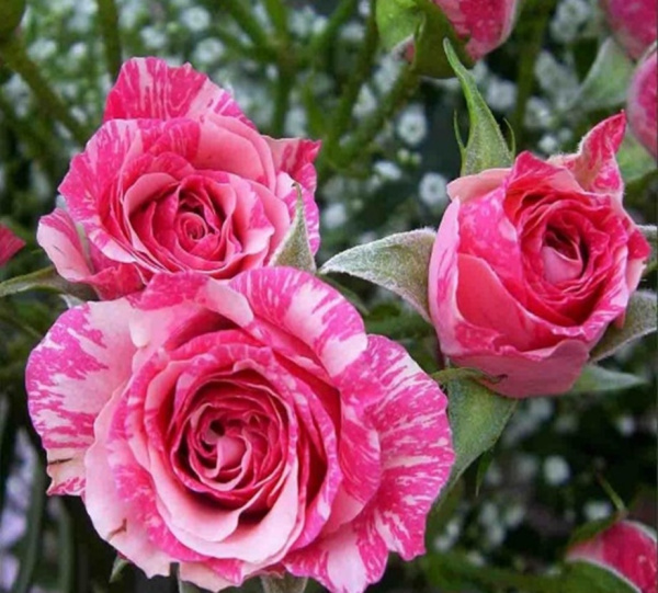 Роза Флешинг