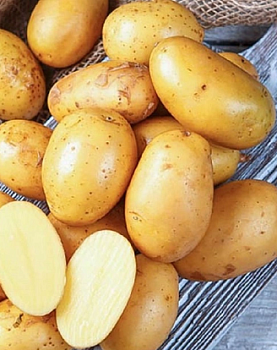 Картофель семенной "Королева Анна" (раннеспелый столовый желтый сорт) 8 кг (+/- 5%) цена за 8 кг.