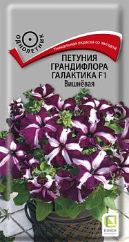 Петуния Галактика вишневая (10шт) Поиск/10