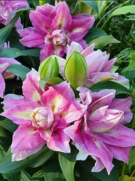 07572_foksi_spring_syurpriz_001