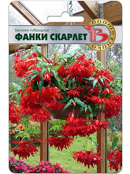 Бегония Фанки Скарлет каскадная (5шт) Биотехника/10