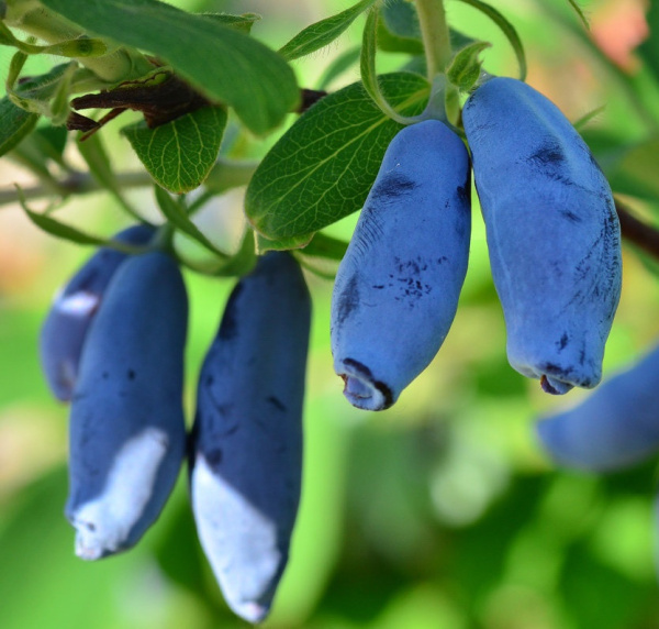 Жимолость Avrora