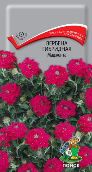 Вербена маджента