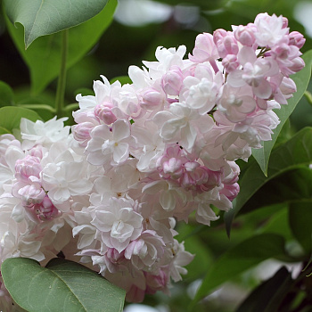  Сирень Красавица Москвы цена/ед кратно 8шт 