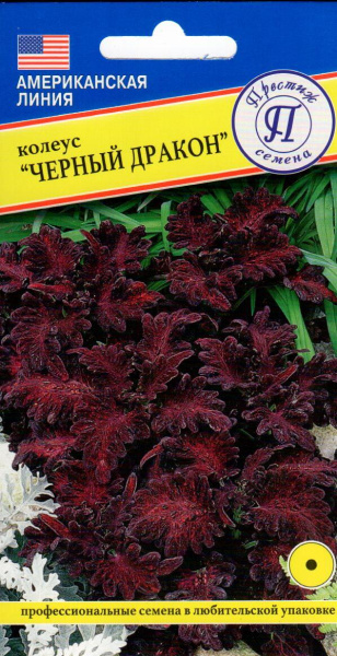Coleus_Black-Dragon