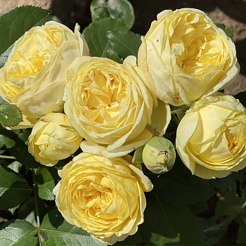  Роза Каталина (Спрей) (1шт) в коробке