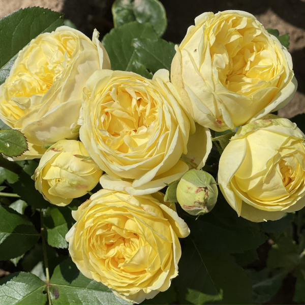 Роза Каталина