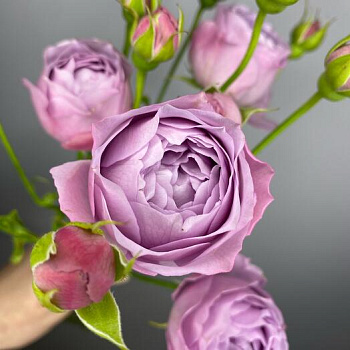  Роза Лавандер Баблс (Кустовая/спрей) (1шт) в коробке