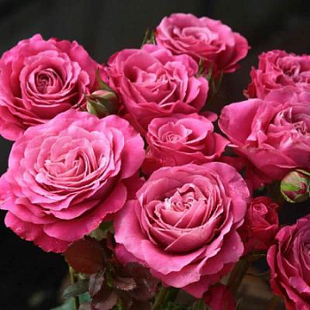  Роза Олл фо Лав (Чайно-гибридная) (1шт) в коробке