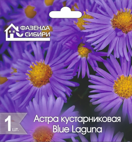 Астра Blue Laguna