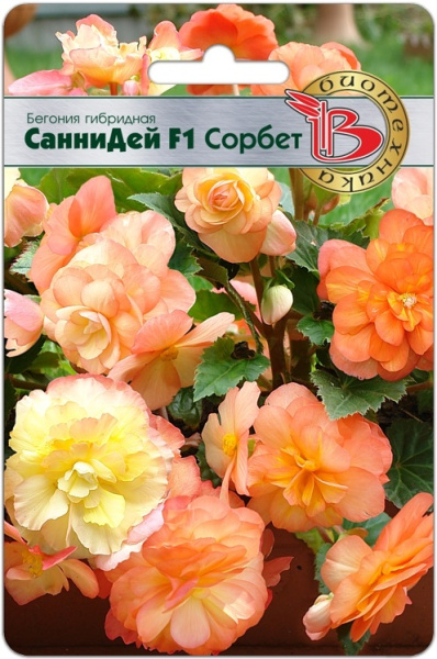 Бегония СанниДей